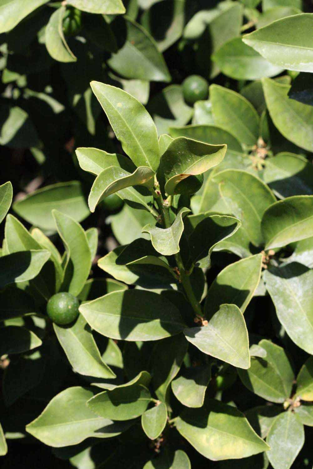              Sun leaves (Riverside, CA)       